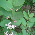 Lonicera nervosa P1D (2)
